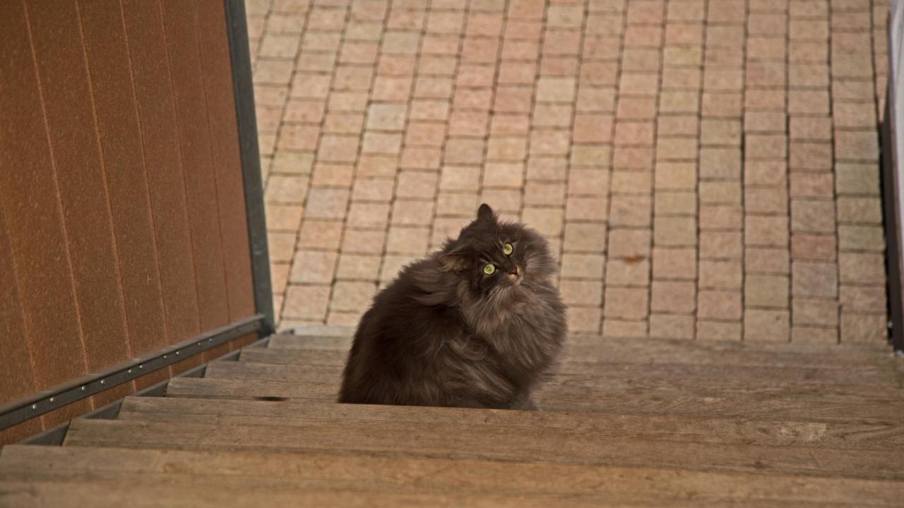 Conny'S B&B Niederweningen エクステリア 写真